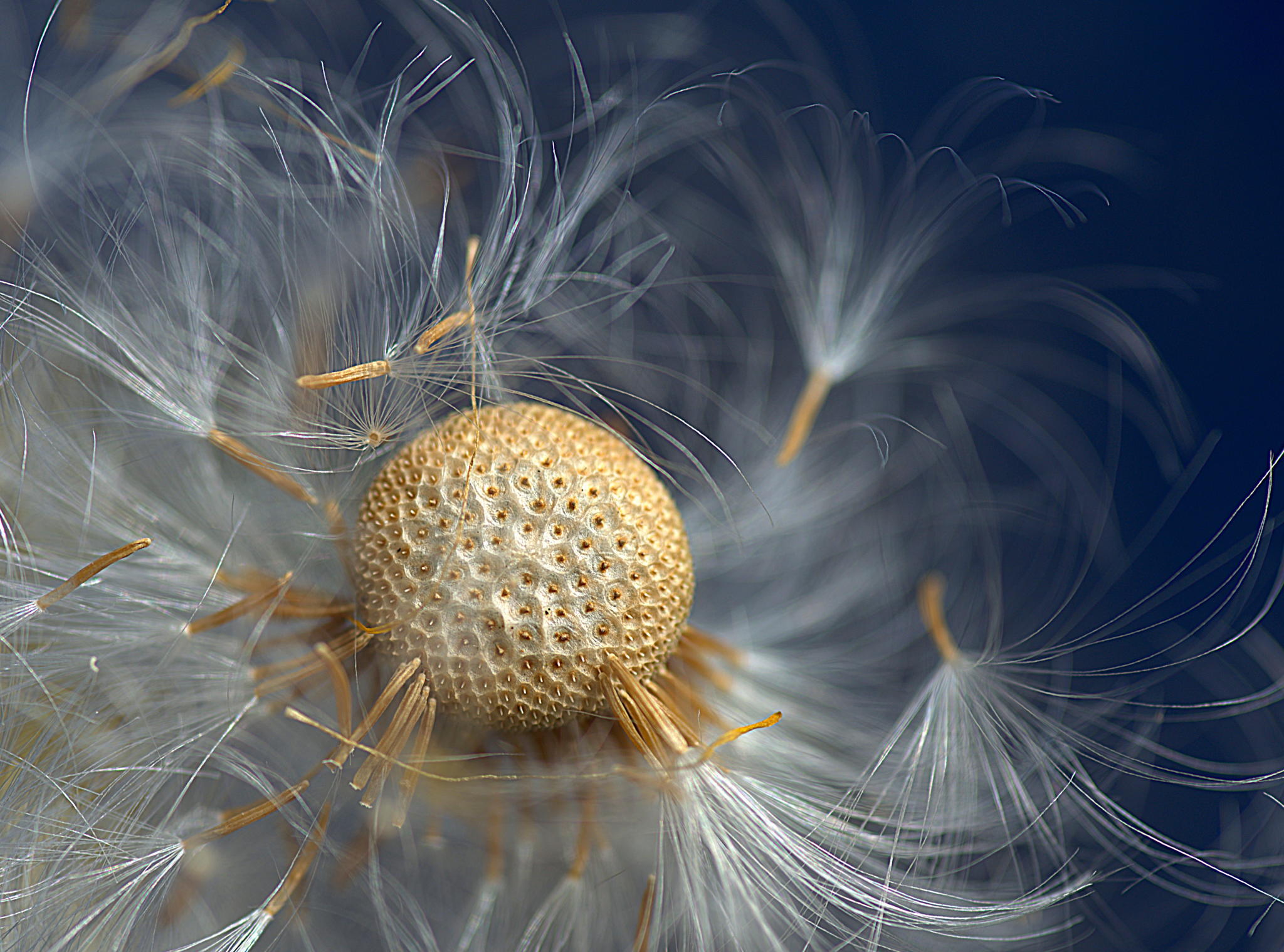 dandelion-fluidity-wind-Photography-by-Hetty-Mellink.jpg