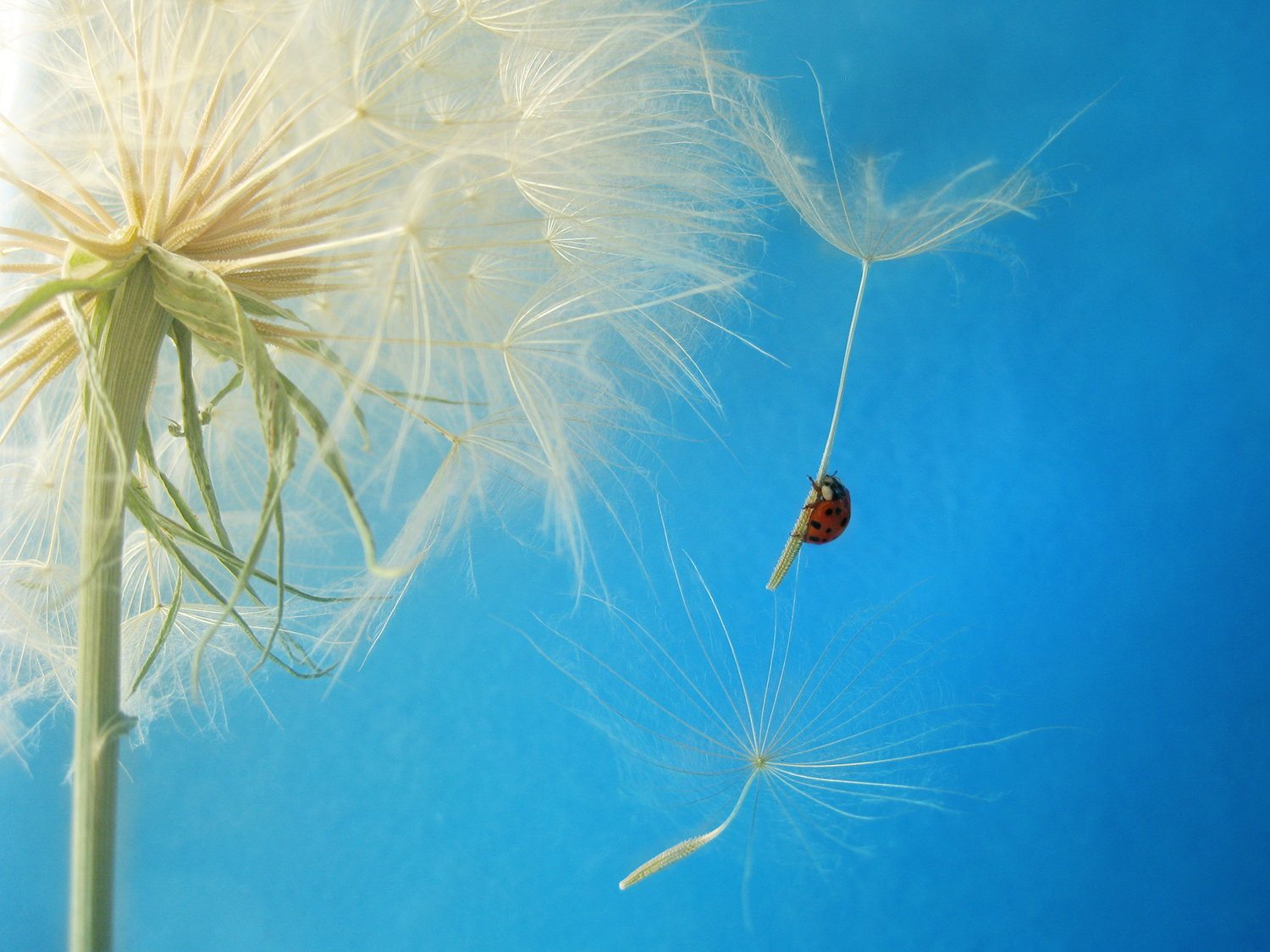 Absolutes Thinking