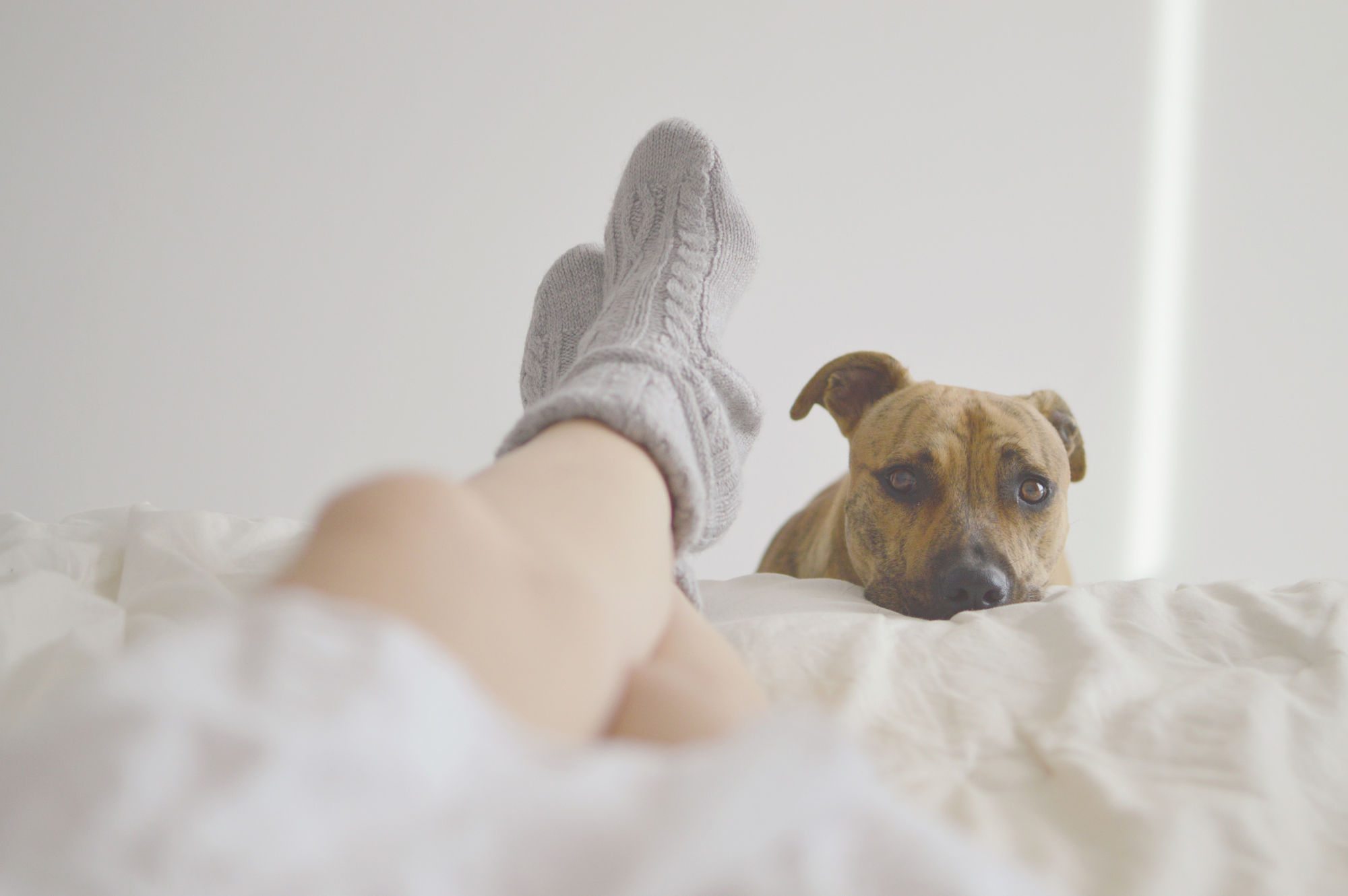 A Dog Person